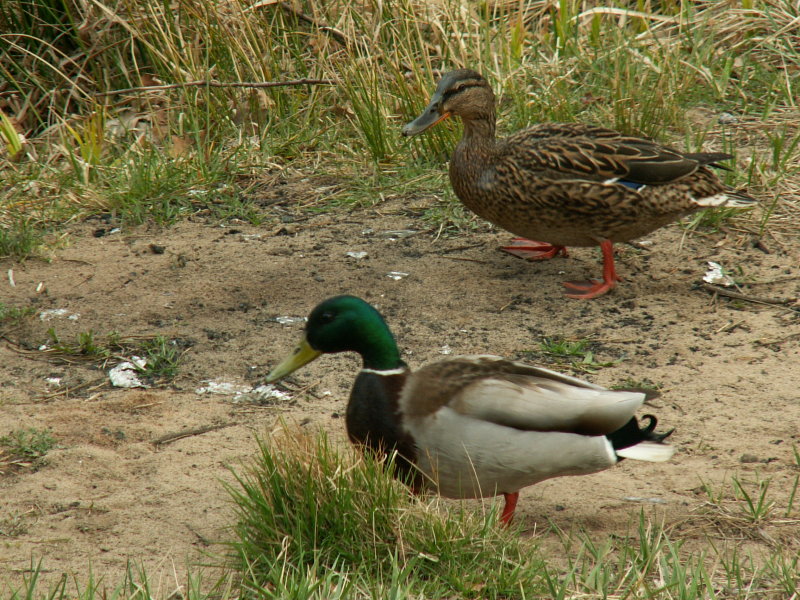 Wczytywanie Obrazu...