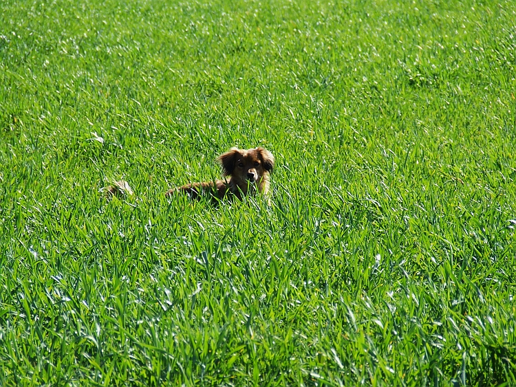 Wczytywanie Obrazu...