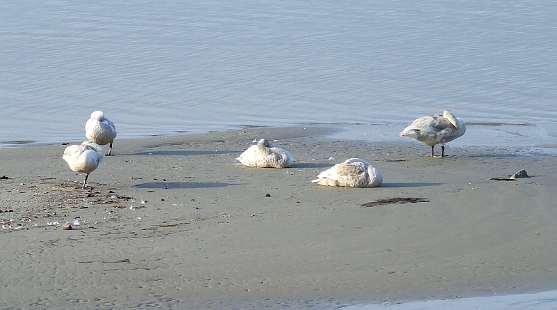 Wczytywanie Obrazu...