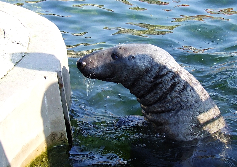 Wczytywanie Obrazu...