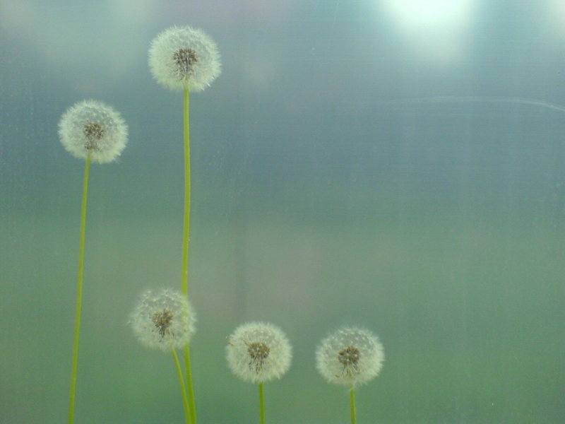 Wczytywanie Obrazu...