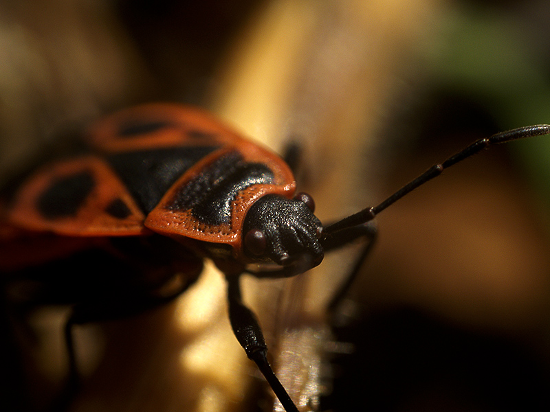 Wczytywanie Obrazu...