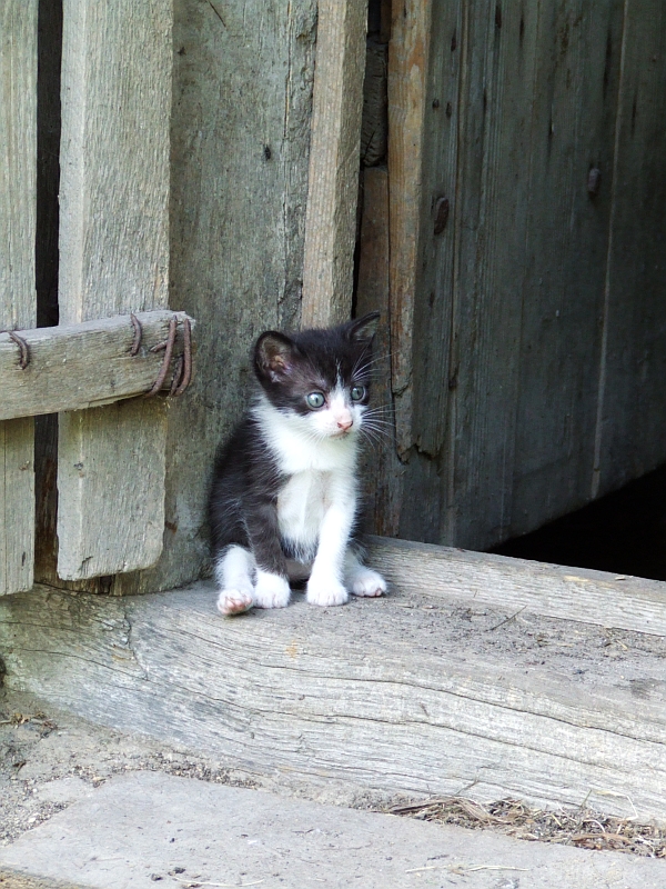 Wczytywanie Obrazu...