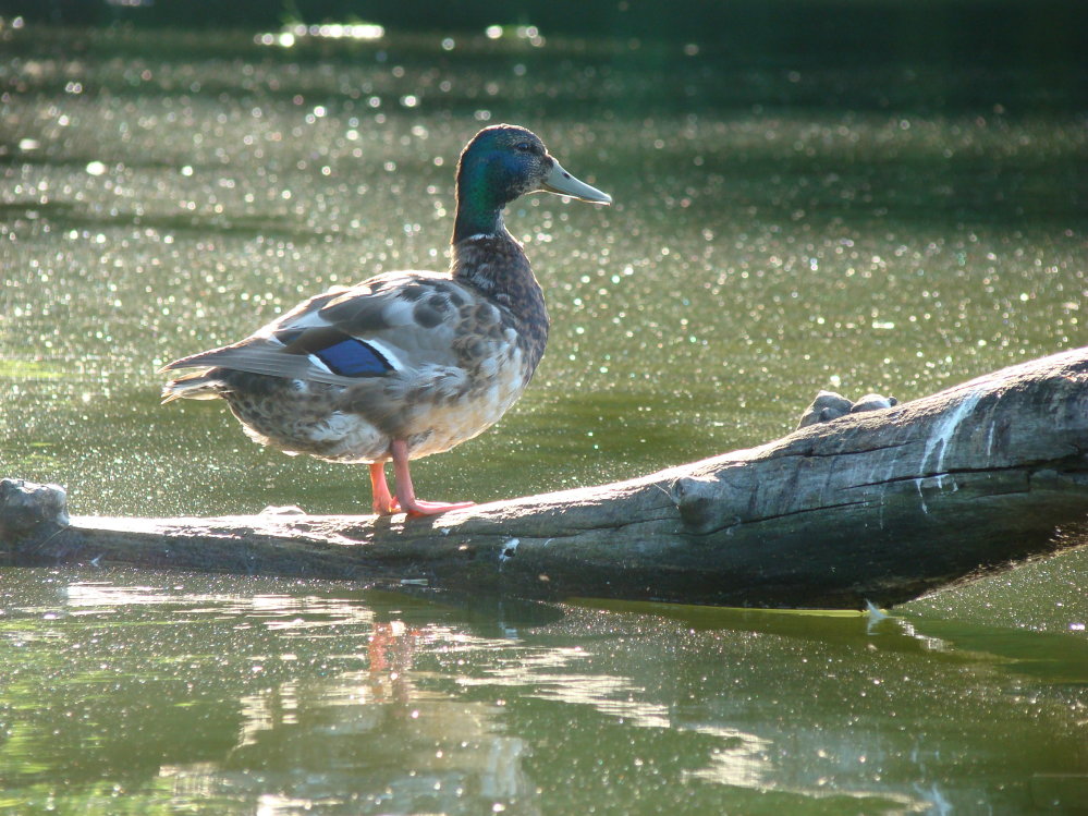 Wczytywanie Obrazu...