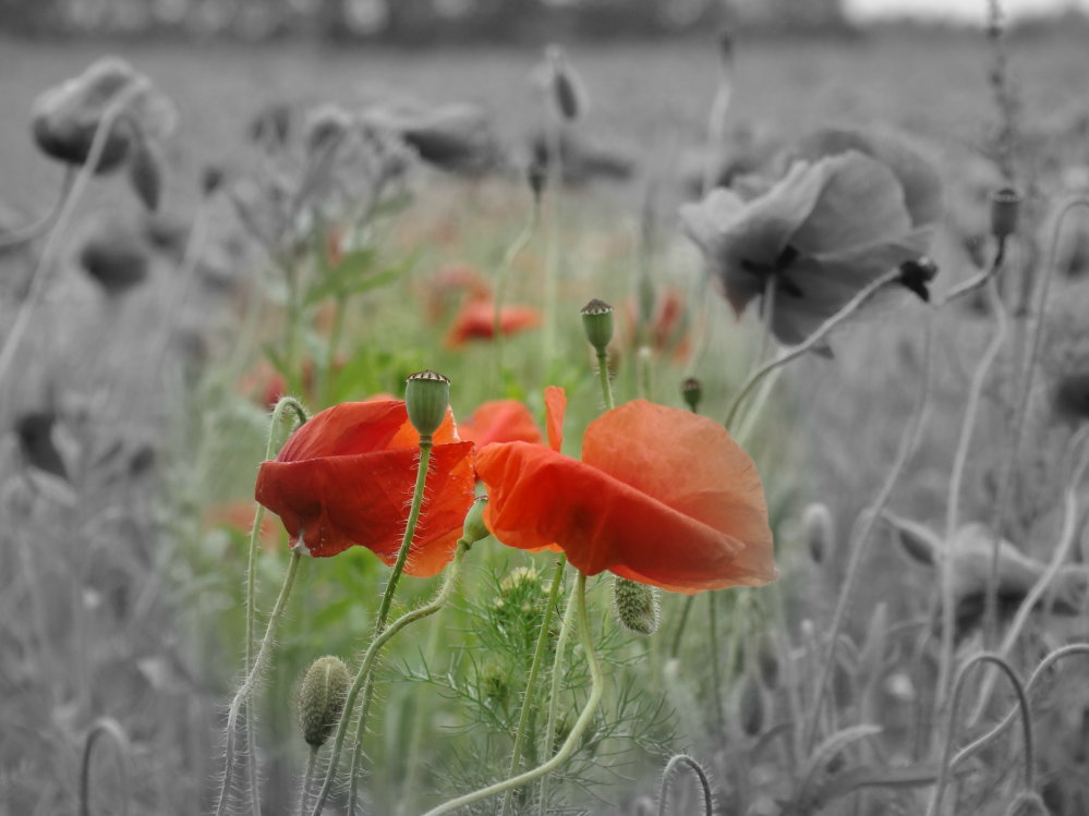 Wczytywanie Obrazu...