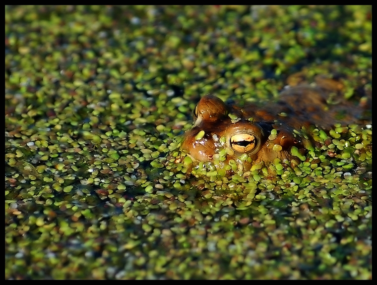 Wczytywanie Obrazu...