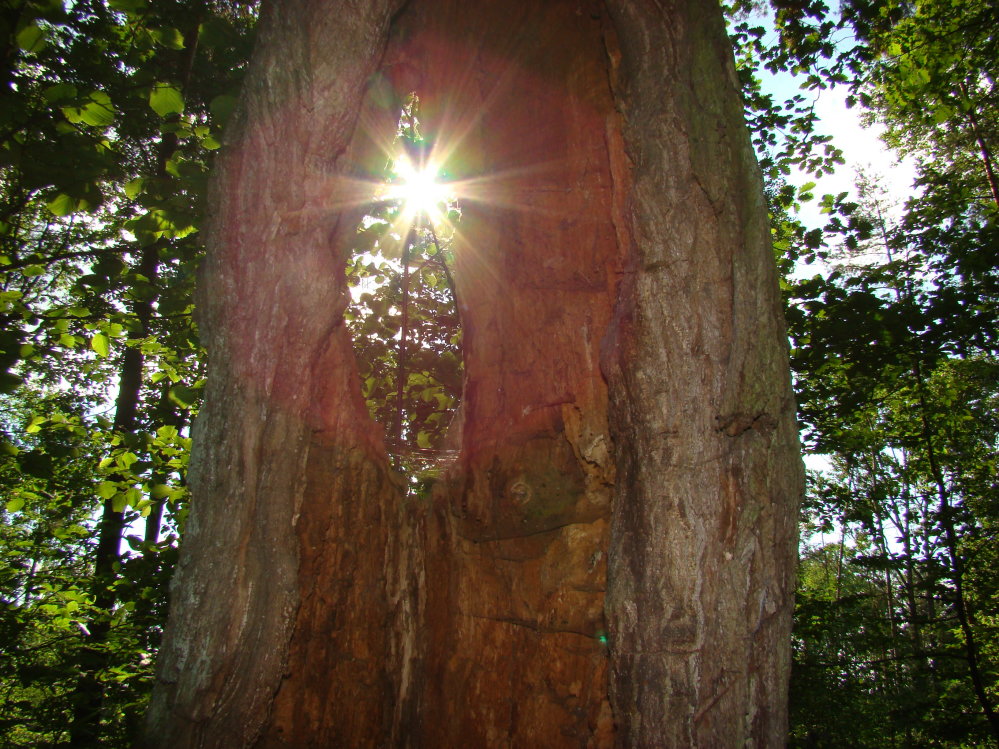 Wczytywanie Obrazu...