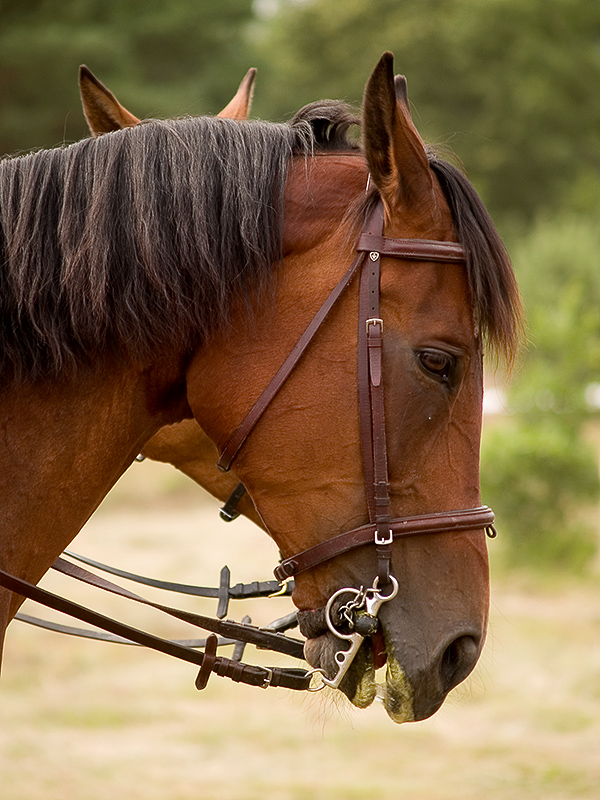 Wczytywanie Obrazu...