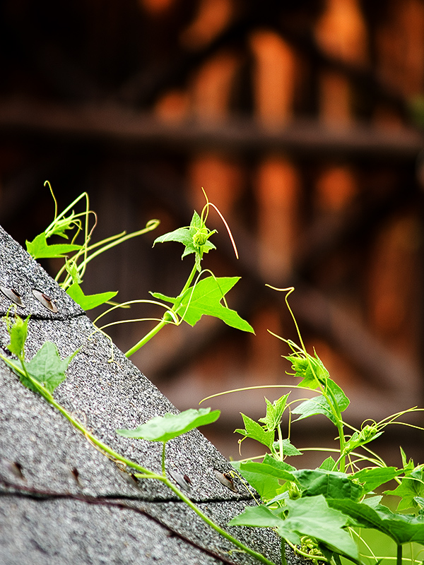 Wczytywanie Obrazu...