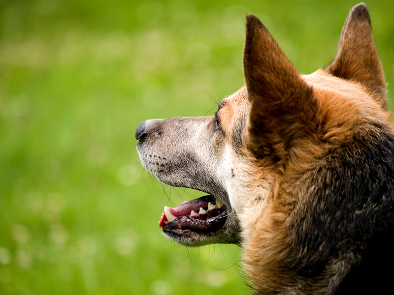 Wczytywanie Obrazu...