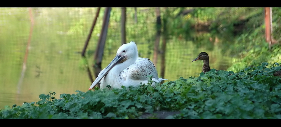 Wczytywanie Obrazu...