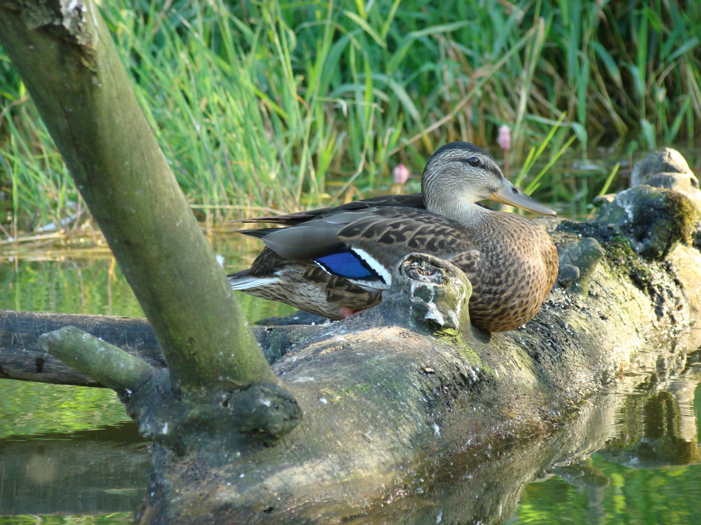 Wczytywanie Obrazu...