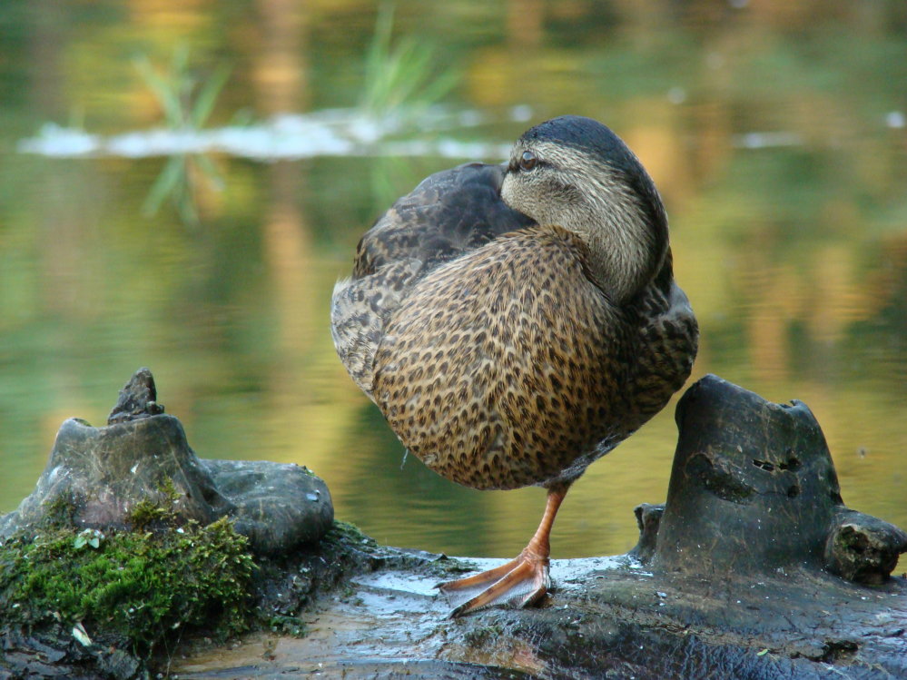 Wczytywanie Obrazu...