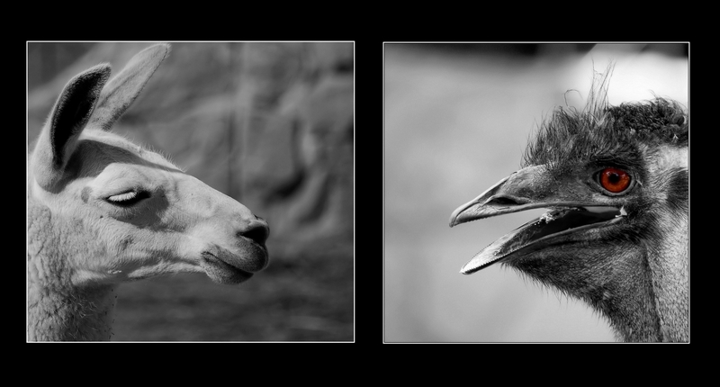 Wczytywanie Obrazu...