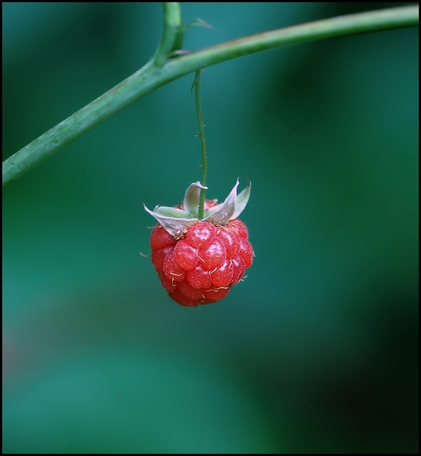 Wczytywanie Obrazu...