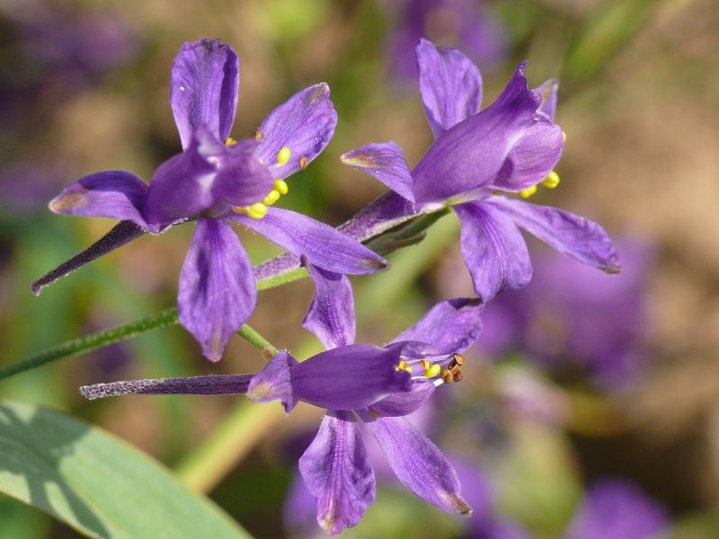 Wczytywanie Obrazu...