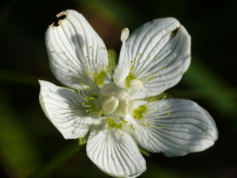 Wczytywanie Obrazu...