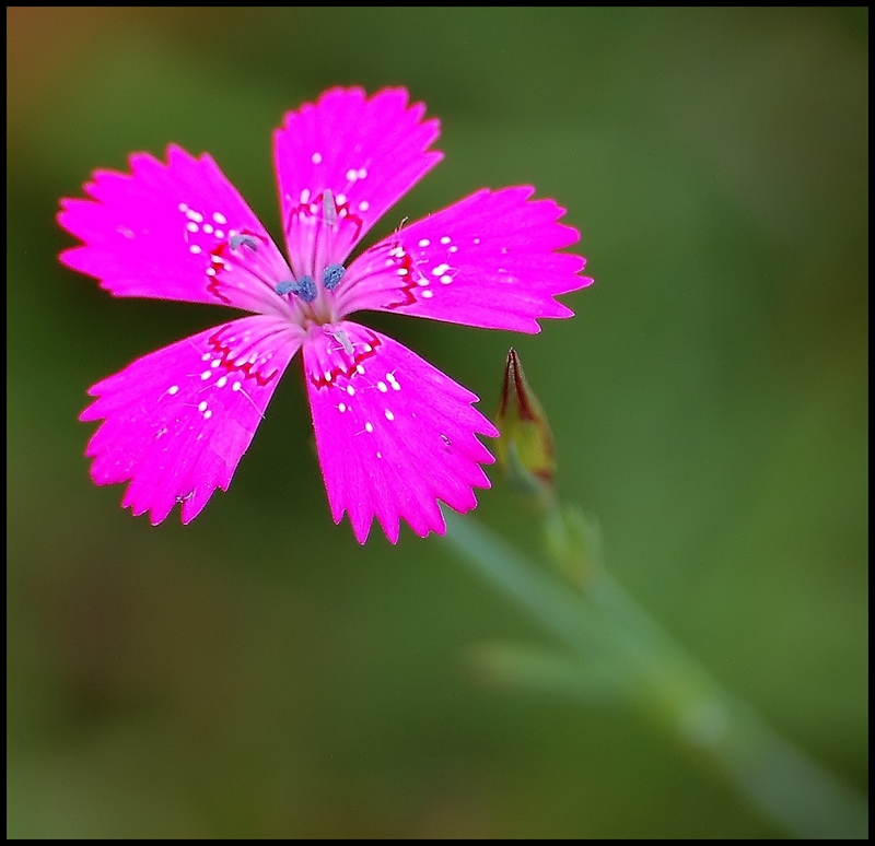 Wczytywanie Obrazu...