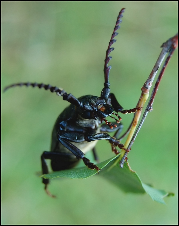 Wczytywanie Obrazu...