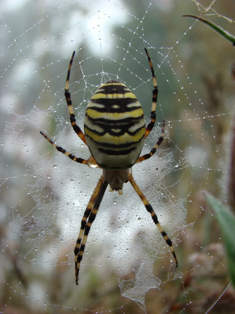 Wczytywanie Obrazu...