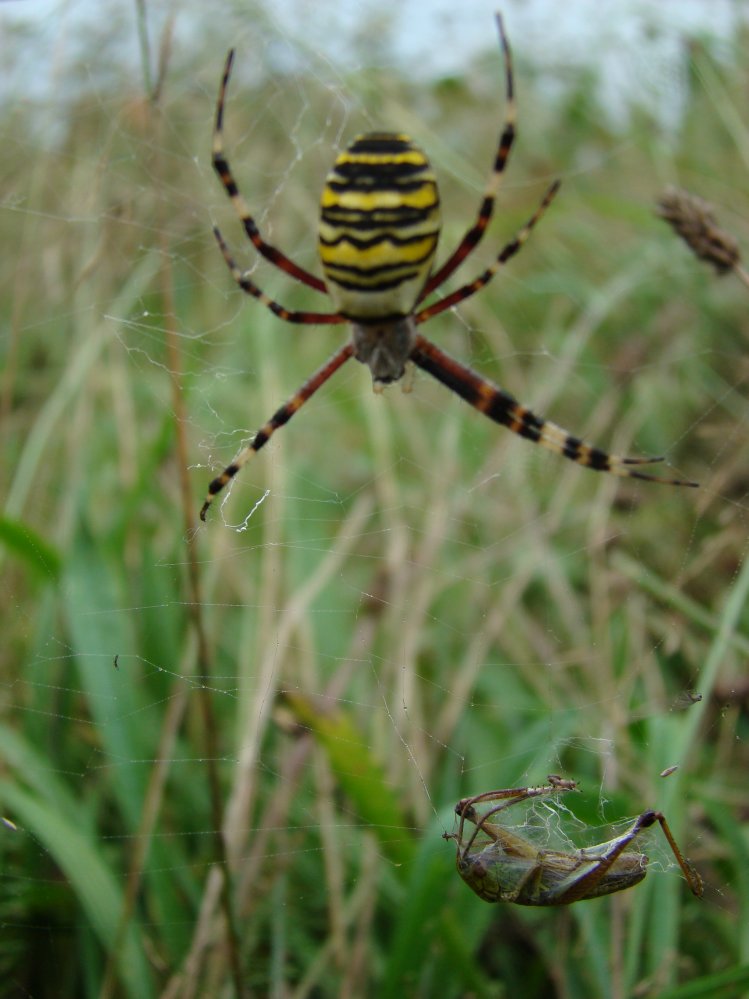 Wczytywanie Obrazu...