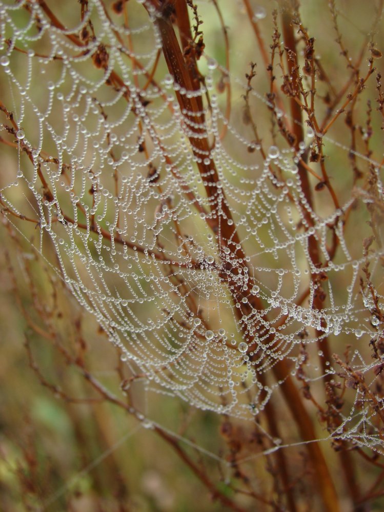 Wczytywanie Obrazu...