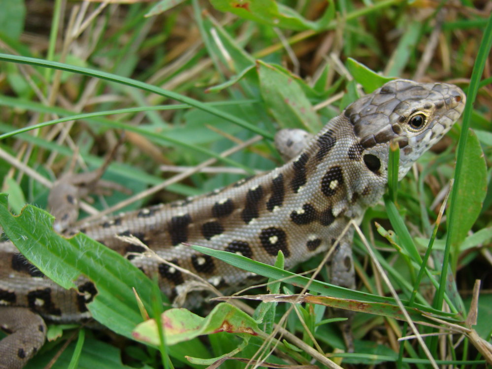 Wczytywanie Obrazu...