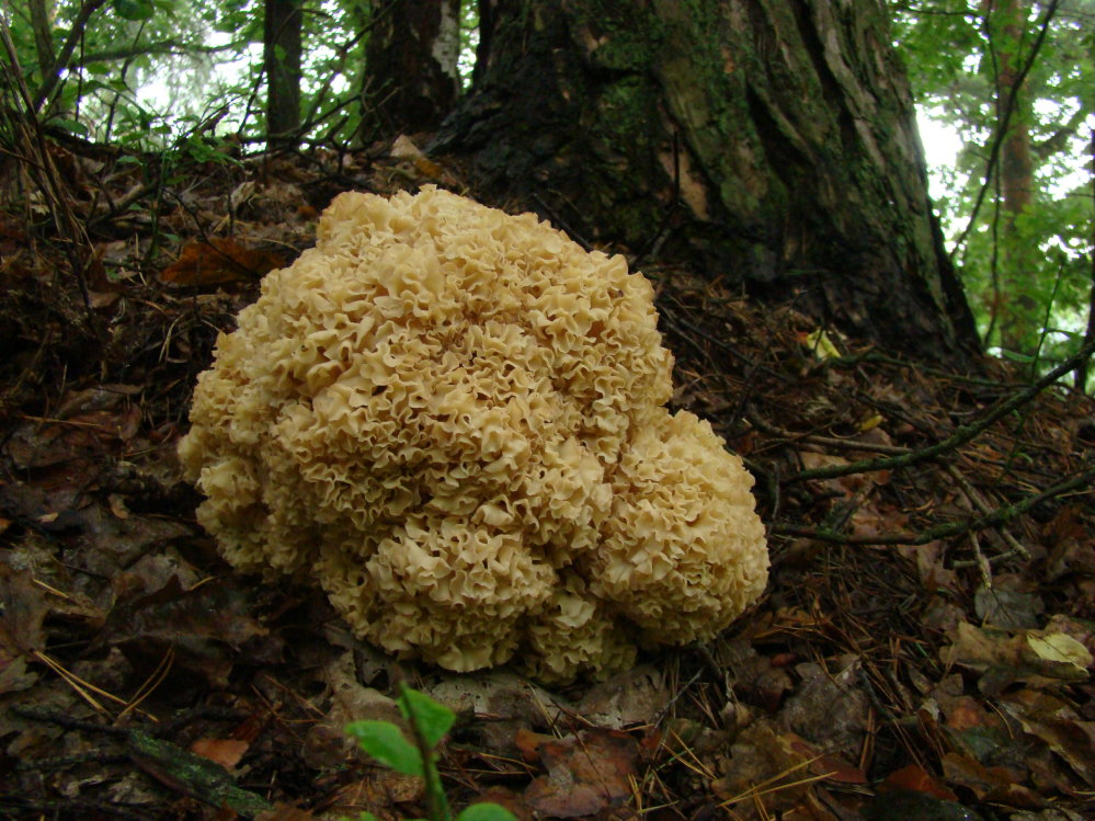 Wczytywanie Obrazu...