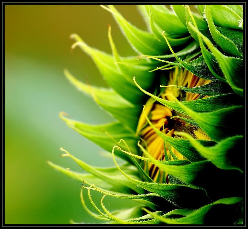 Wczytywanie Obrazu...