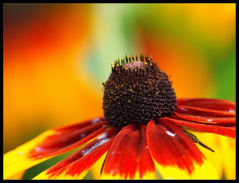 Wczytywanie Obrazu...