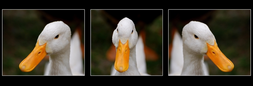 Wczytywanie Obrazu...