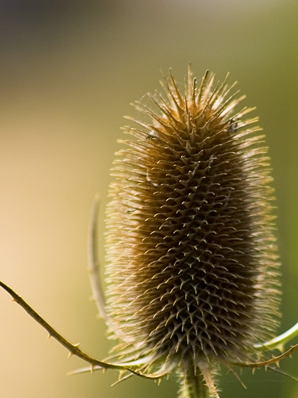 Wczytywanie Obrazu...