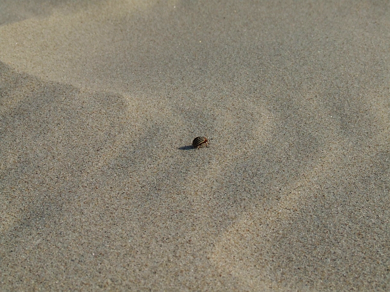 Wczytywanie Obrazu...