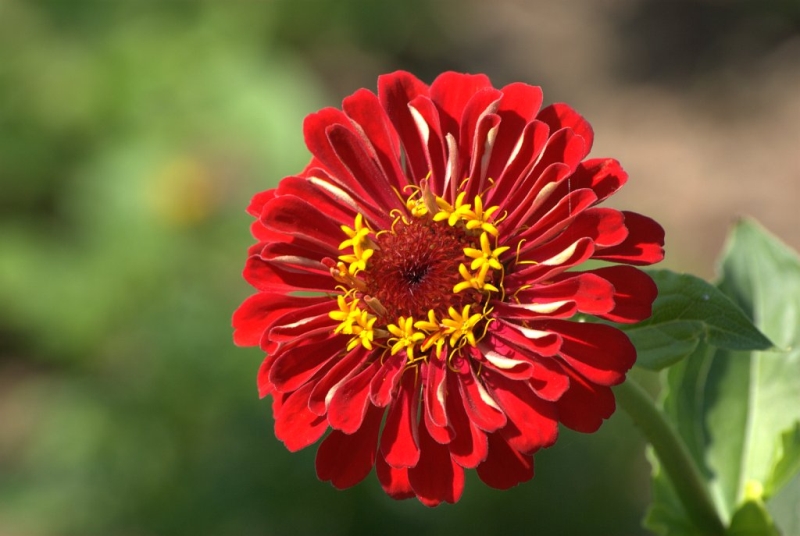 Wczytywanie Obrazu...