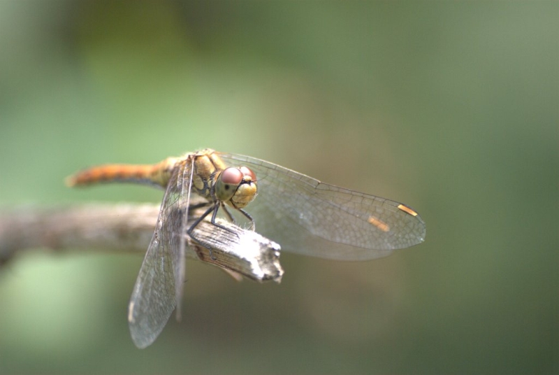 Wczytywanie Obrazu...