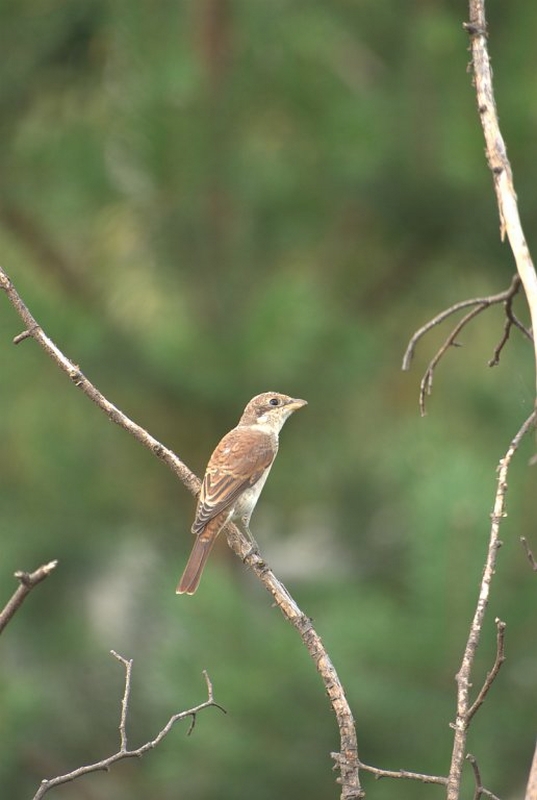 Wczytywanie Obrazu...