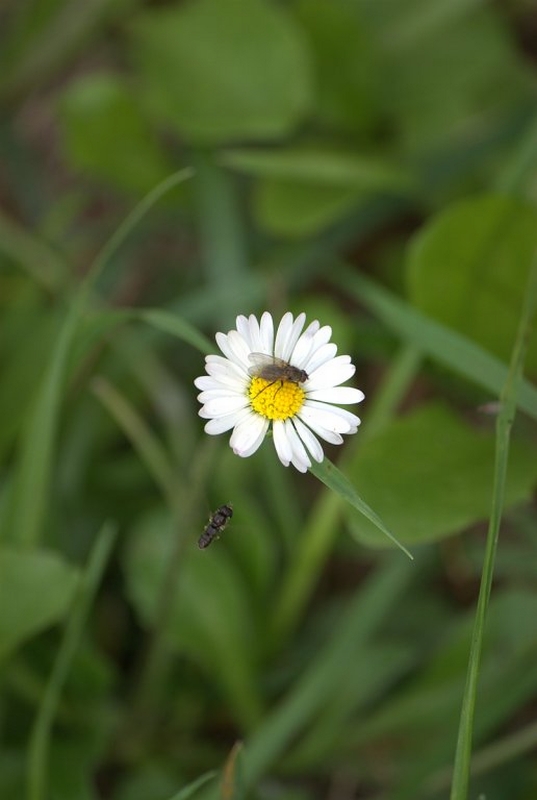 Wczytywanie Obrazu...