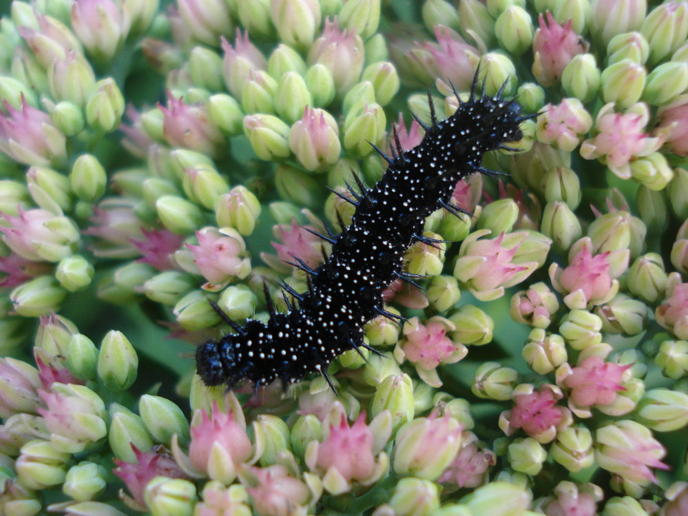 Wczytywanie Obrazu...