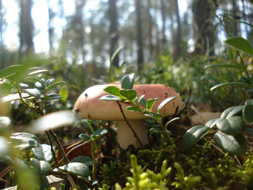 Wczytywanie Obrazu...