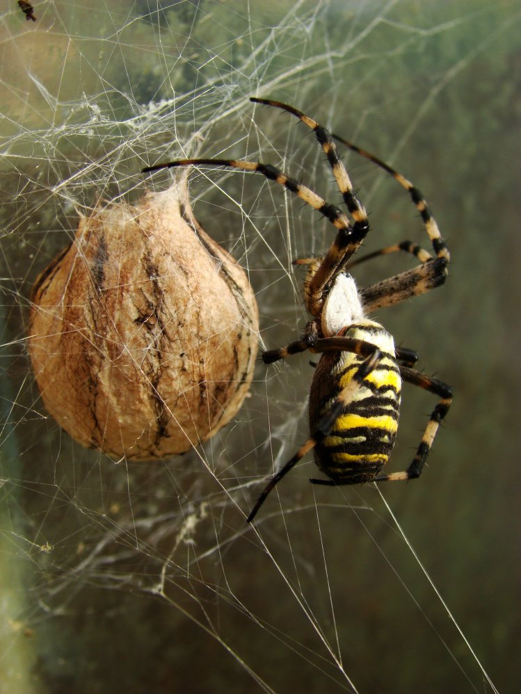 Wczytywanie Obrazu...