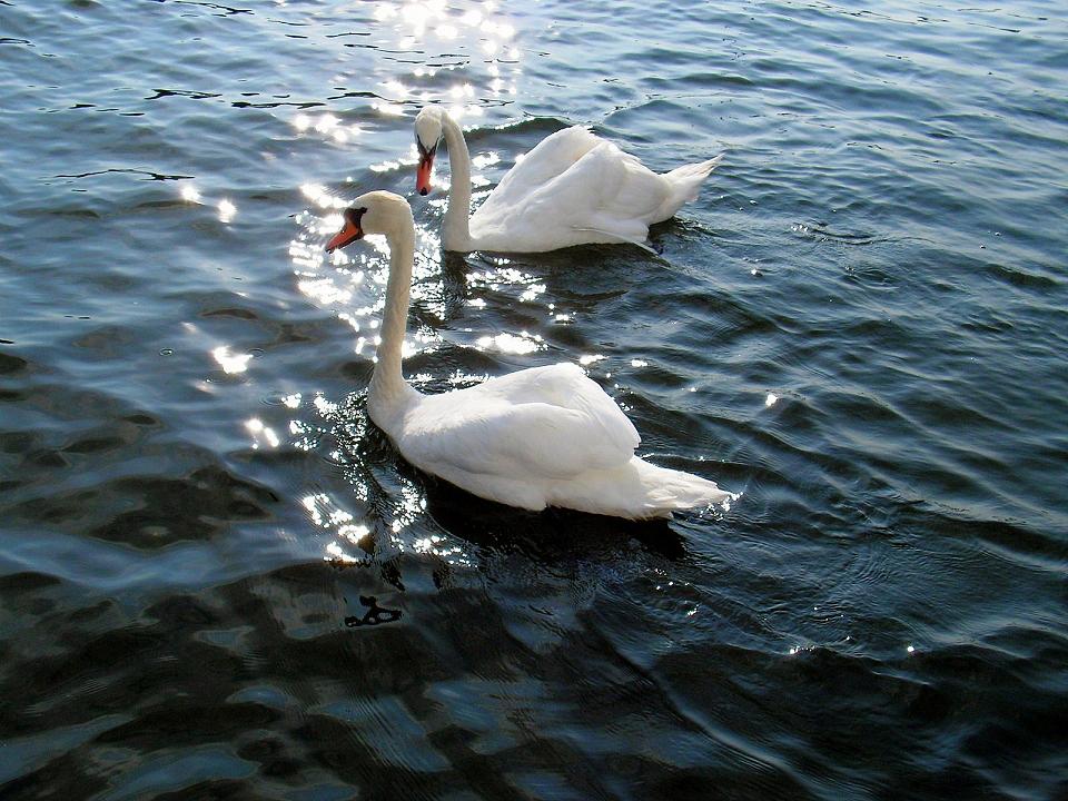 Wczytywanie Obrazu...