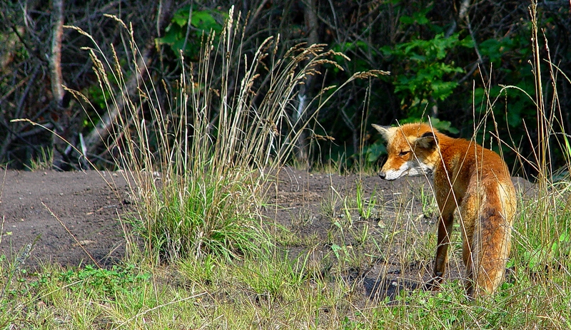 Wczytywanie Obrazu...
