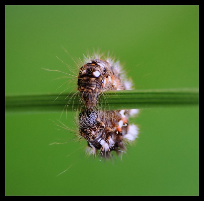 Wczytywanie Obrazu...