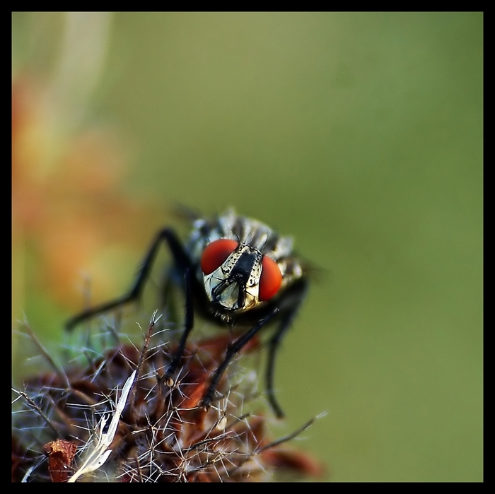 Wczytywanie Obrazu...