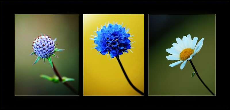 Wczytywanie Obrazu...