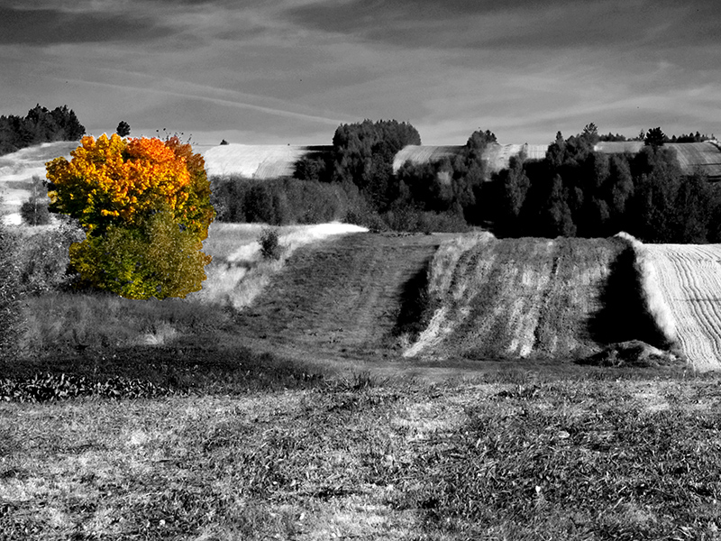 Wczytywanie Obrazu...