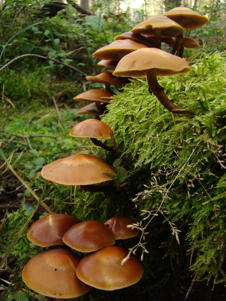 Wczytywanie Obrazu...