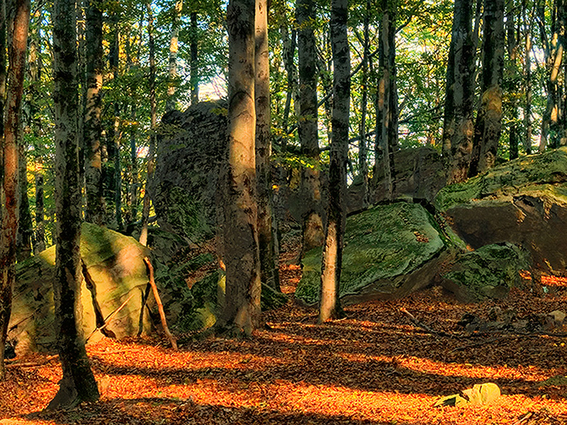 Wczytywanie Obrazu...