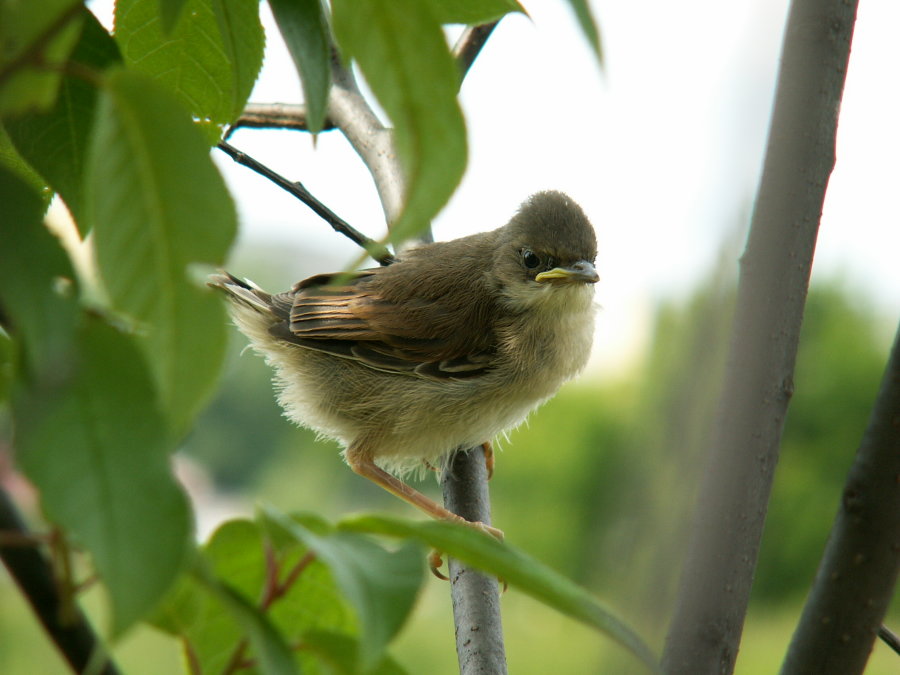 Wczytywanie Obrazu...