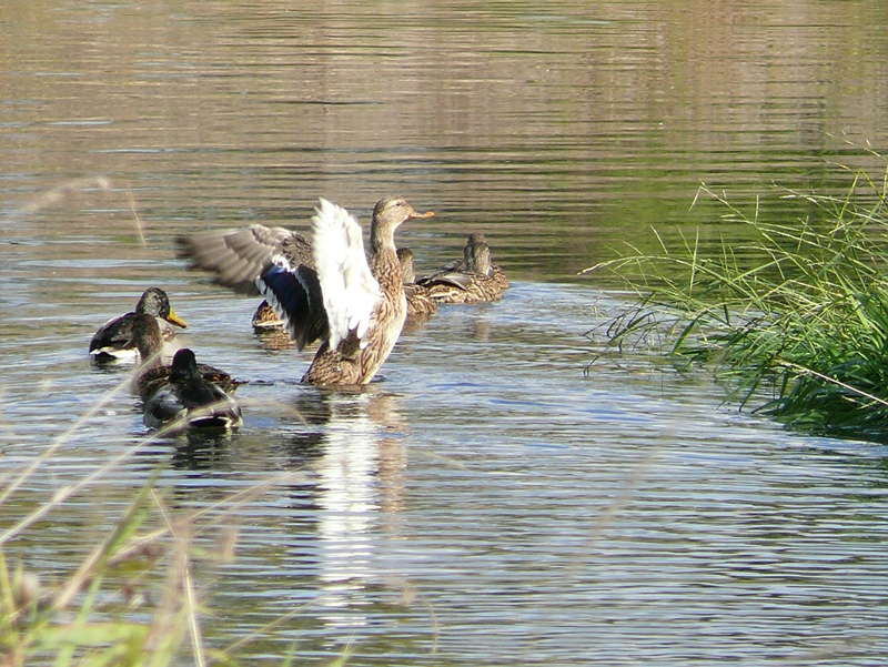 Wczytywanie Obrazu...